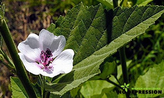 Althaea of​​ficinalis：有用な性質および使用の特徴