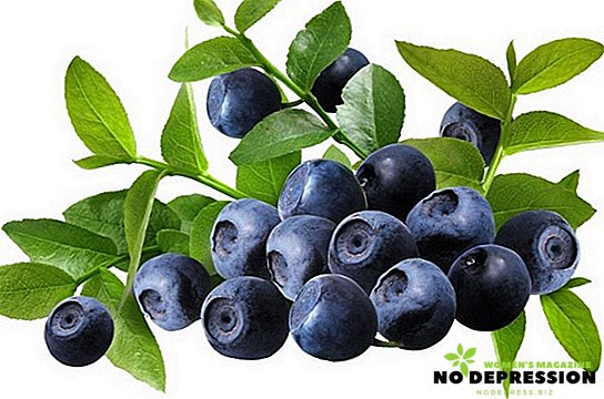 Hvordan er blåbær nyttigt til menneskekroppen?