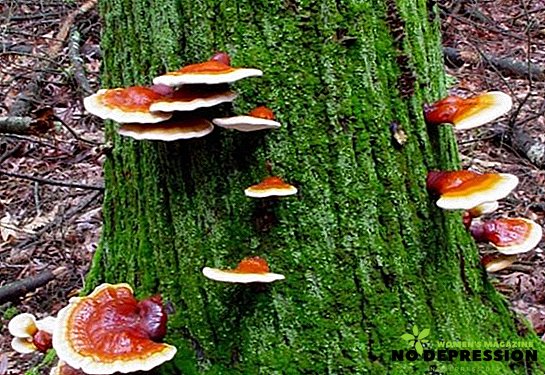 What is Reishi mushroom and where does it grow?