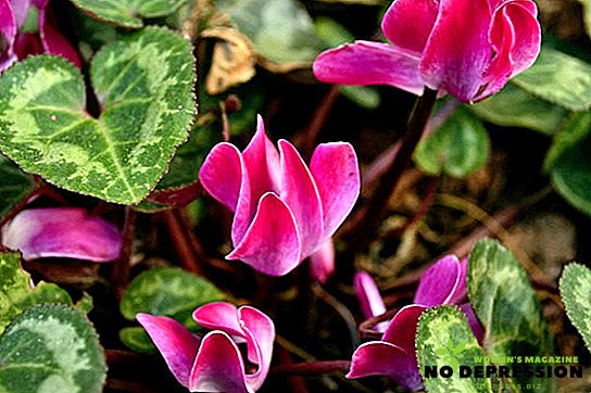 Flor de ciclopenia: regras de cuidados domiciliários