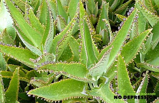 Květ Kalanchoe - léčivé vlastnosti, použití a kontraindikace