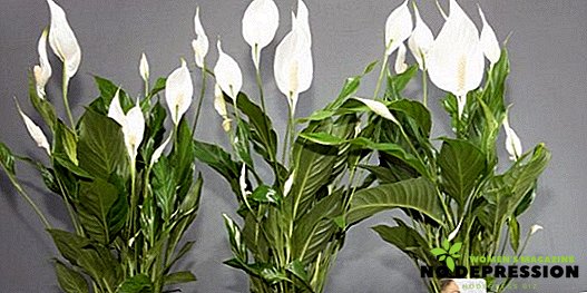 Spathiphyllum flower: types, photos, home care