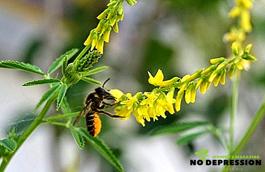 Sladký jetel med: vlastnosti použití a kontraindikace