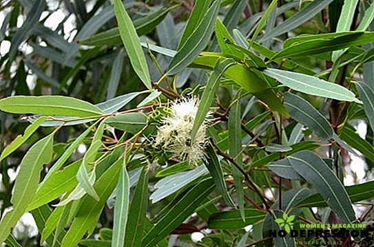 Eukalyptus: prospešné vlastnosti, terapeutické použitie a kontraindikácie