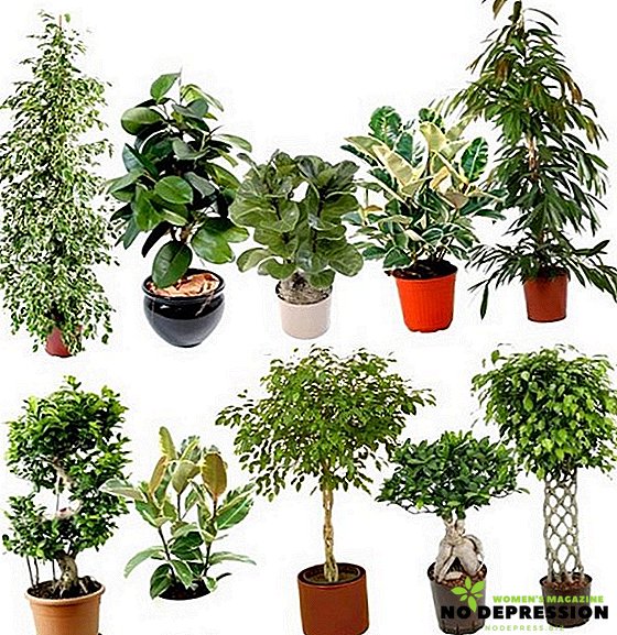 Ελαστικό φυτό: ποικιλίες, φωτογραφίες και φροντίδα στο σπίτι