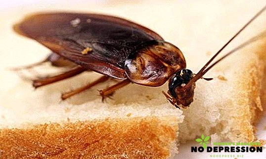 Ako sa rýchlo zbaviť švábov v byte