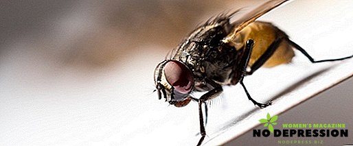 Cara menyingkirkan lalat di apartemen: obat profesional dan tradisional