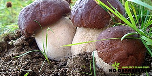Como conservar cogumelos brancos em casa