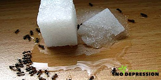 Kako se znebiti neželenih mravljev za vedno