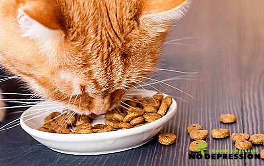 Cómo alimentar a un gato con comida seca.