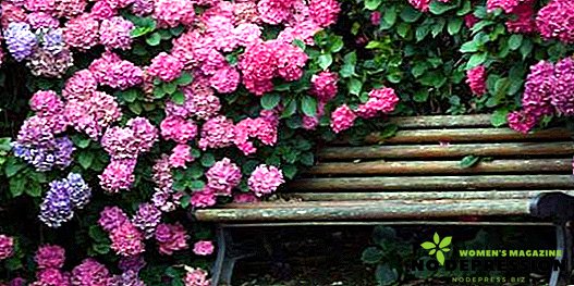 How to plant and grow hydrangea
