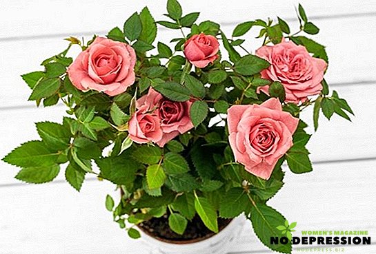 Kā rūpēties par iekštelpu rozēm