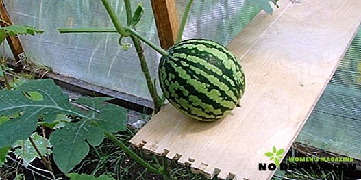 Kaip auginti arbūzus polikarbonato šiltnamyje