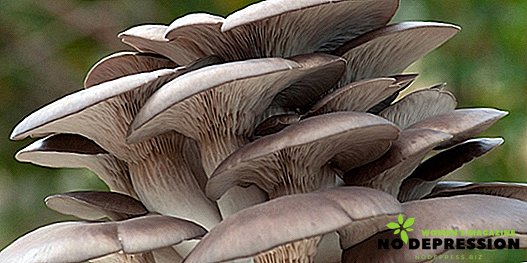 Cara menanam jamur tiram di rumah
