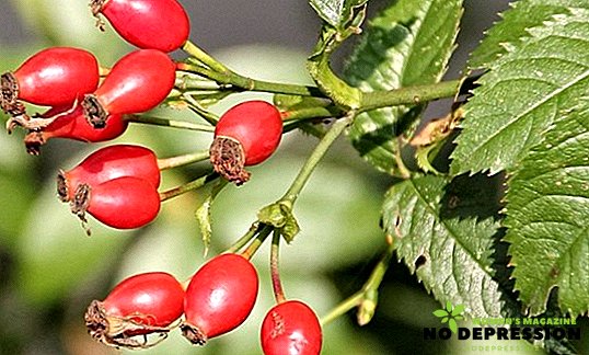 How to Brew Rose Hips with Health Benefits