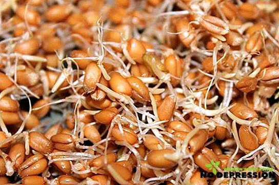 Como germinar o trigo e comê-lo corretamente