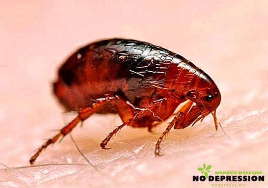 How to get rid of fleas in the house: ways and means