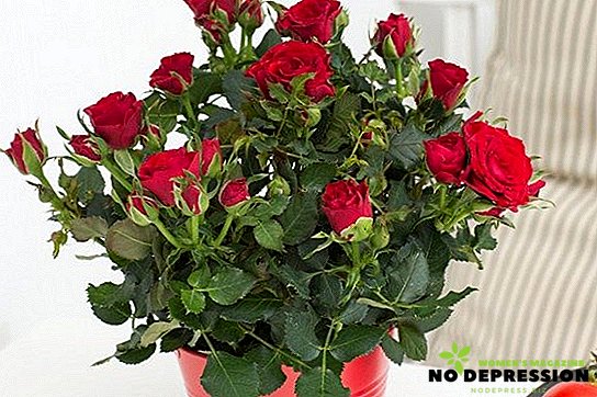 Як доглядати за кімнатної трояндою в горщику і зрізаними квітами