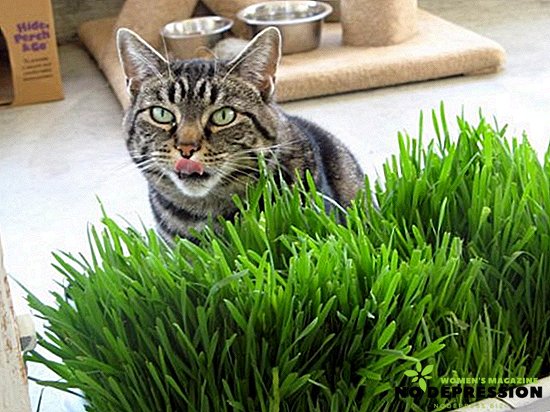 Miten kasvaa ruohoa kissoille kotona?