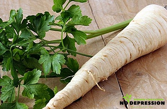 Parsley root: use in traditional medicine and contraindications