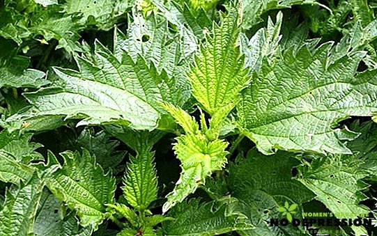 Τσουκνίδα: θεραπευτικές ιδιότητες και χρήση φυτών καύσης