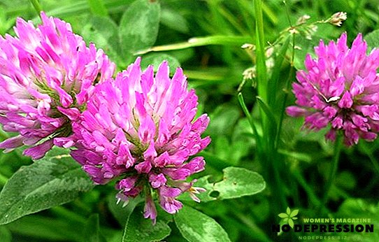Medicinal properties of red clover and recipes of folk remedies