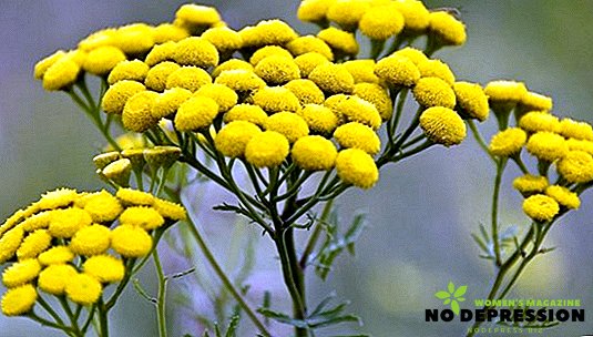 Medicinal properties of tansy and methods of its use