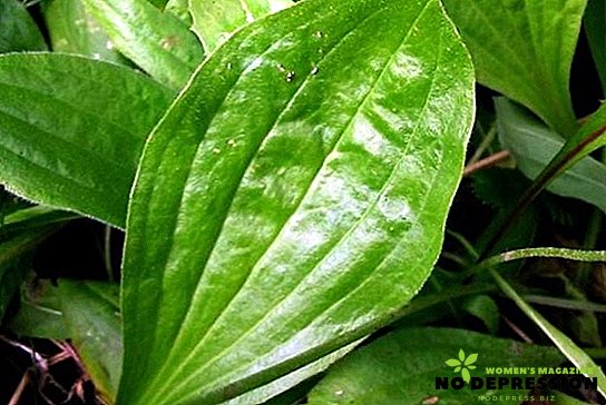 Medicinal properties of plantain and possible contraindications