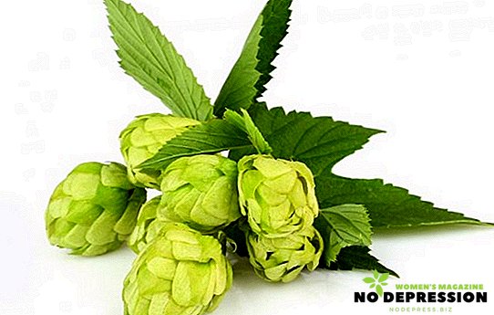 Medicinal properties of hop cones and contraindications