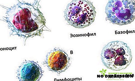 Lymfocyter i blodet ökas: värdet och orsakerna