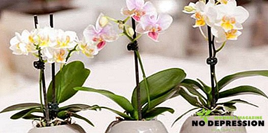 Kuinka usein ja miten vedetään orkidea kotona
