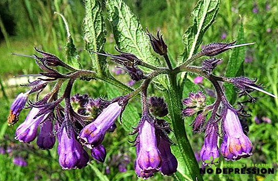 Comfrey medicinal: healing properties and use in the treatment of joints