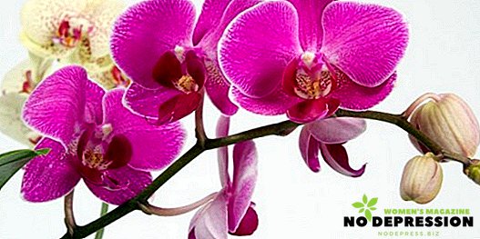Phalaenopsis-Orchidee: Regeln für die häusliche Pflege
