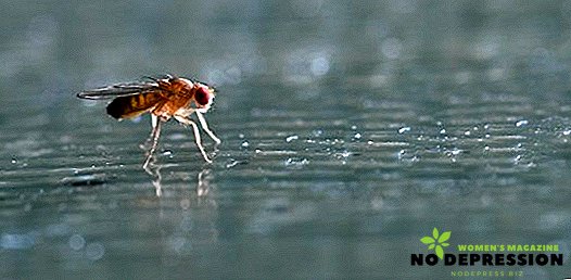 Odkud malé mouchy pocházejí z domu a jak se jich zbavit