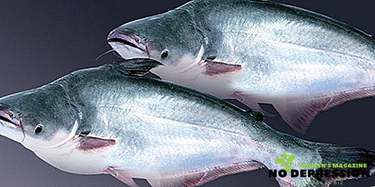 バサ - どのような種類の魚、有用で有害なもの、それを調理する方法