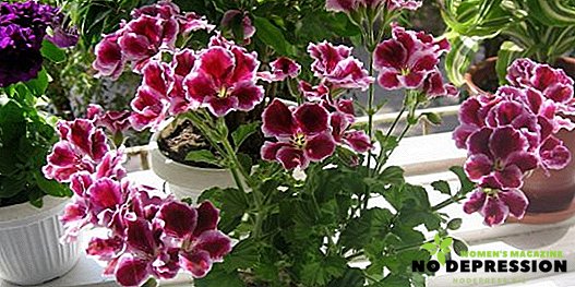 Pelargonium: îngrijire, reproducere și transplant la domiciliu