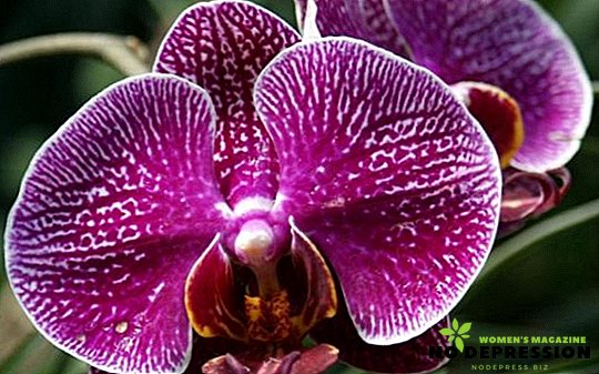 Kodėl orchidėja nėra žydi: pagrindinės priežastys ir sprendimai