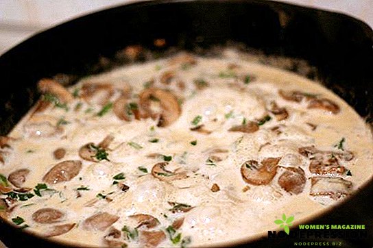 A selection of recipes for a delicate mushroom sauce