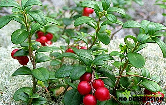 Useful properties of cranberry leaves for human health