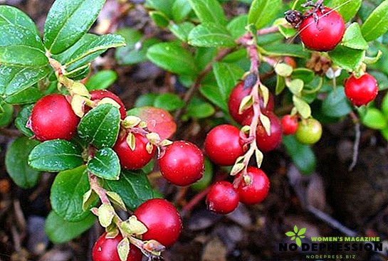 Propiedades útiles y el uso de lingonberry para el tratamiento de enfermedades.