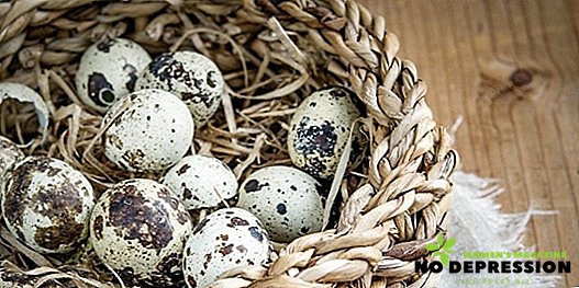 היתרונות ואת הפגיעה של ביצי שליו, איך ובאיזו כמות להשתמש בהם