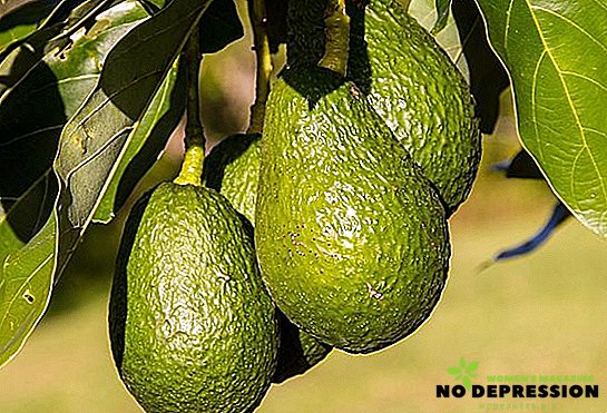 Fordelene, skader og måder at bruge avocado på