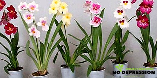 Soins appropriés des orchidées à la maison