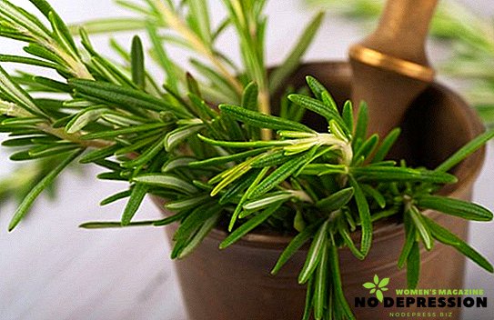 Rosemary: medicinal properties and contraindications of essential oil and leaves
