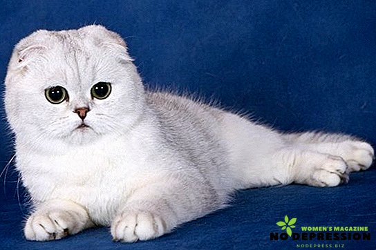 Kucing Lipat Skotlandia: foto dan karakteristik trah