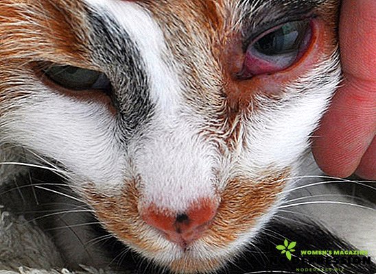 Belirtiler ve kedilerde klamidya tedavisi