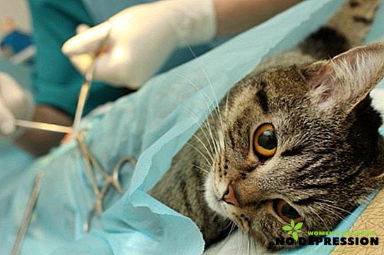Sterilisasi kucing: pada umur berapa dan layak untuk dilakukan?