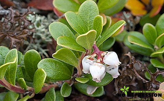 Bearberry - useful properties and features of application