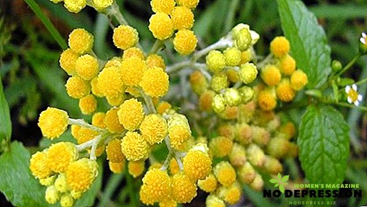 What is the use of immortelle and its use in traditional medicine