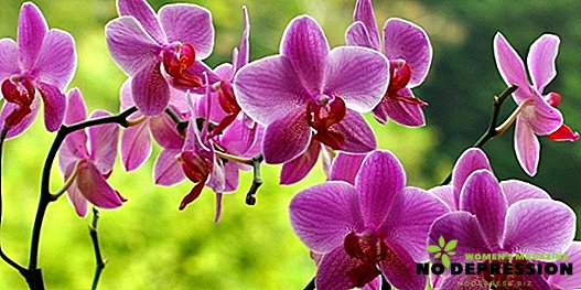All methods of breeding orchids at home from A to Z